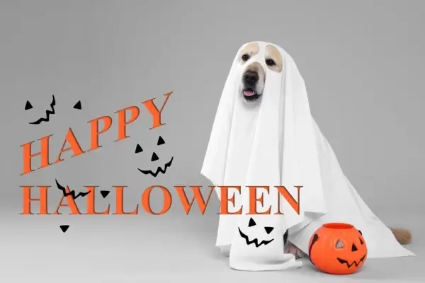 Happy Halloween from Dynamic Digital Mortgage Corporation